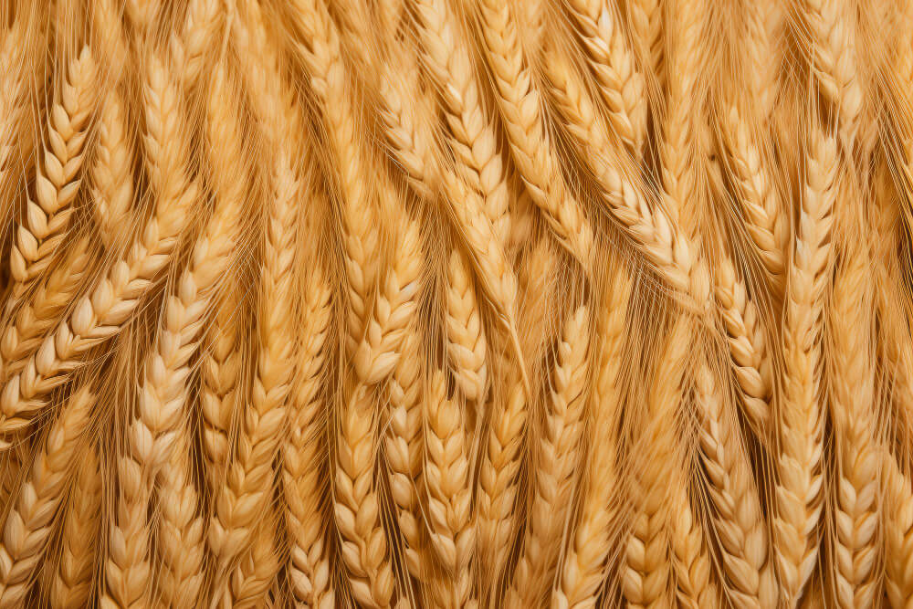 Soft wheat