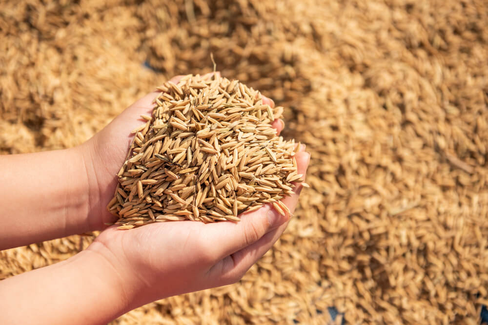 Feed barley