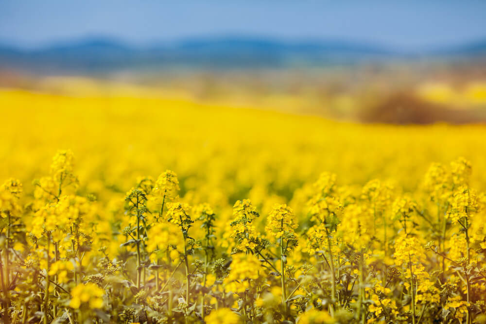 Rapeseed
