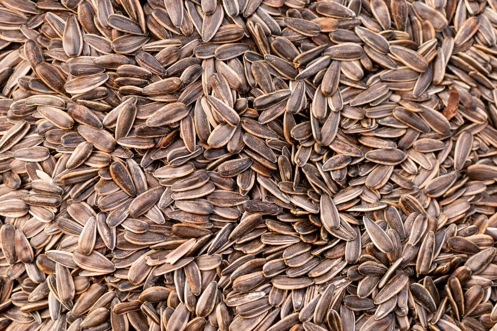 Sunflower seed
