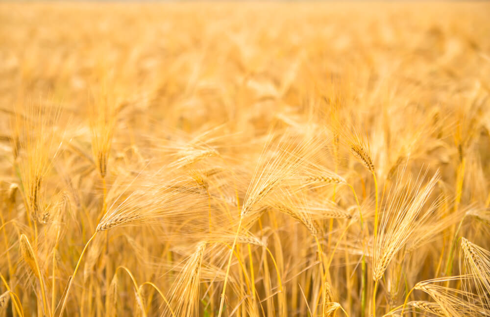 Rye